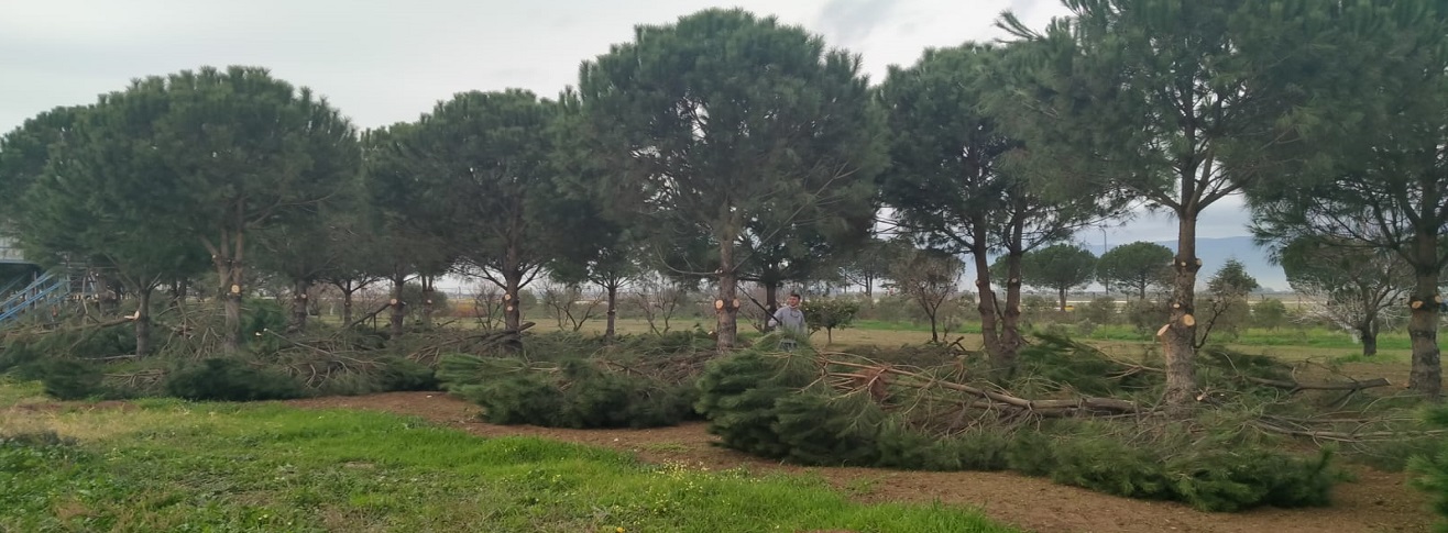 HAVALİMANIMIZDAKİ AĞAÇLARIN YILLIK BAKIMLARI YAPILDI