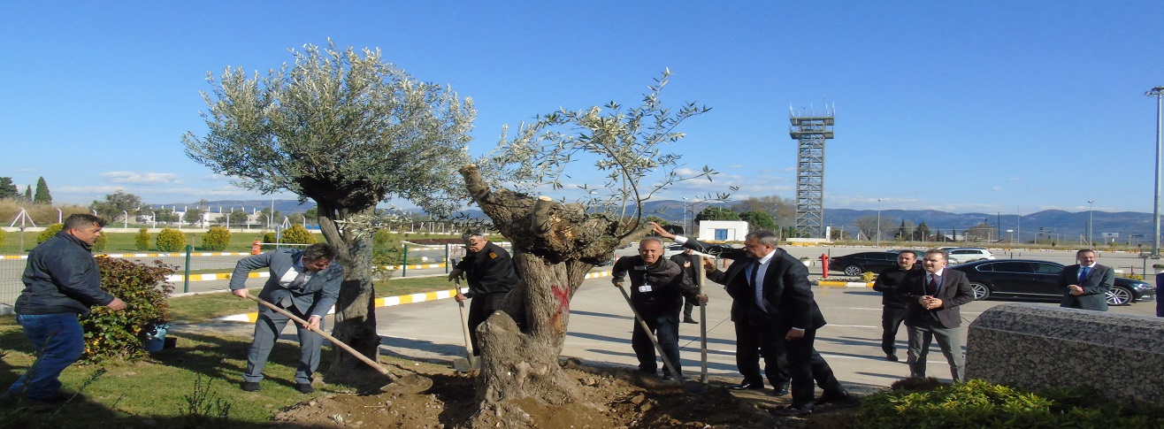 HAVALİMANIMIZA 32'NCİ YAŞLI ZEYTİN AĞACI BALIKESİR VALİSİ TARAFINDAN DİKİLDİ