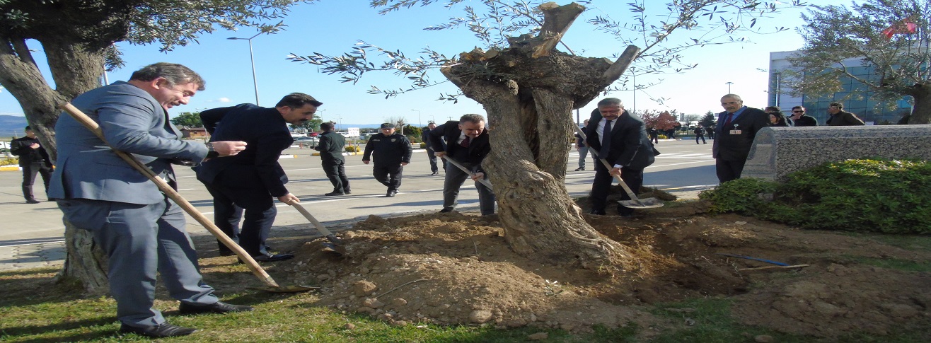 HAVALİMANIMIZA 32'NCİ YAŞLI ZEYTİN AĞACI BALIKESİR VALİSİ TARAFINDAN DİKİLDİ